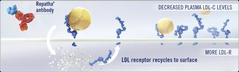 Cellular imagery of Repatha® molecule binding selectively and with high affinity to circulating pcsk9, preventing ldl receptor degradation