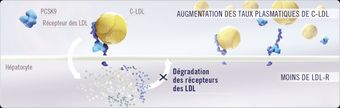 Représentation à l’échelle cellulaire de la molécule RepathaMD se liant de façon sélective et avec une affinité élevée à la PCSK9 circulante, empêchant ainsi la dégradation des récepteurs des LDL
                            